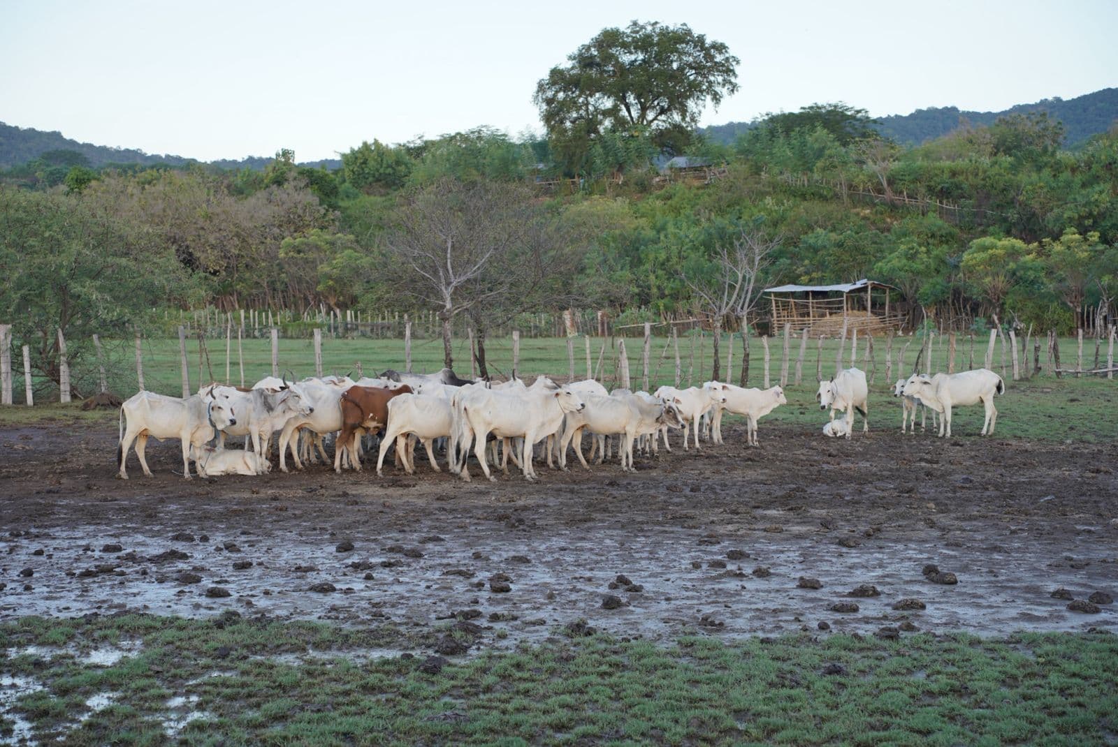 Qurban Fest 1447 Hijriyah Hadirkan Kebahagiaan dan Jalan Dakwah di Sumbawa